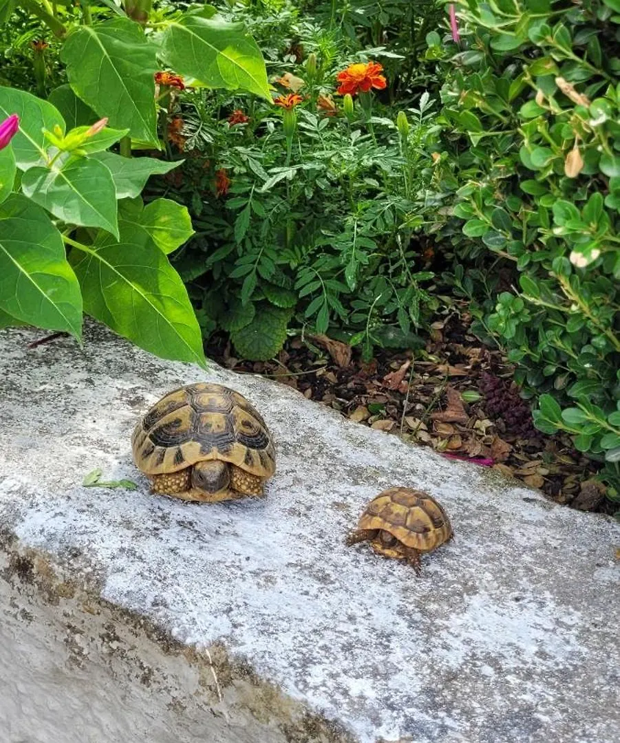 דירה Gjirokastër Guesthouse Recka